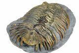 Rare Treveropyge Trilobite - Issoumour, Morocco #376905-5
